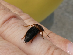 Staphylinus dimidiaticornis