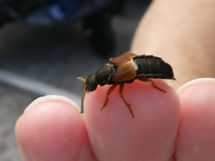 Staphylinus dimidiaticornis