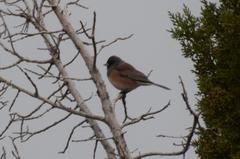 Junco hyemalis mearnsi