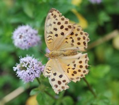 Argynnis laodice