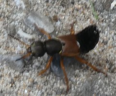Staphylinus dimidiaticornis