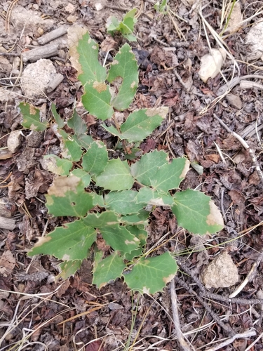 Mahonia repens