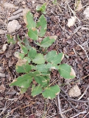 Mahonia repens
