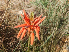Aloe verecunda