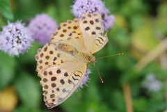 Argynnis laodice