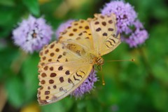 Argynnis laodice