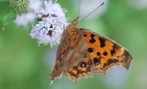 Asian Comma