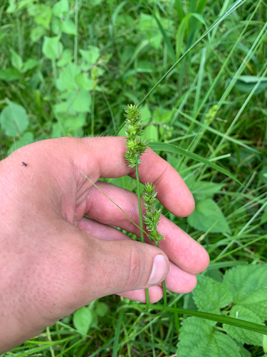 Glomerate Sedge (Carex aggregata)