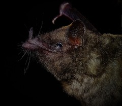 Lichonycteris obscura