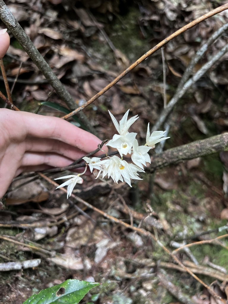 Dendrobium wilsonii Rolfe 2