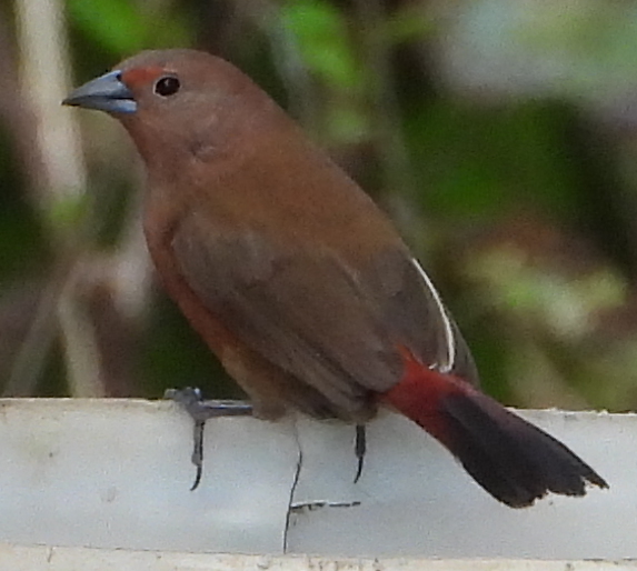 Jameson's Firefinch (Lagonosticta rhodopareia), photo 4