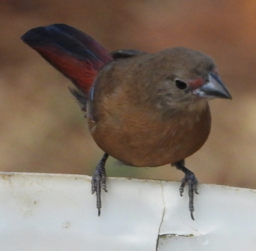 Jameson's Firefinch (Lagonosticta rhodopareia), photo 4