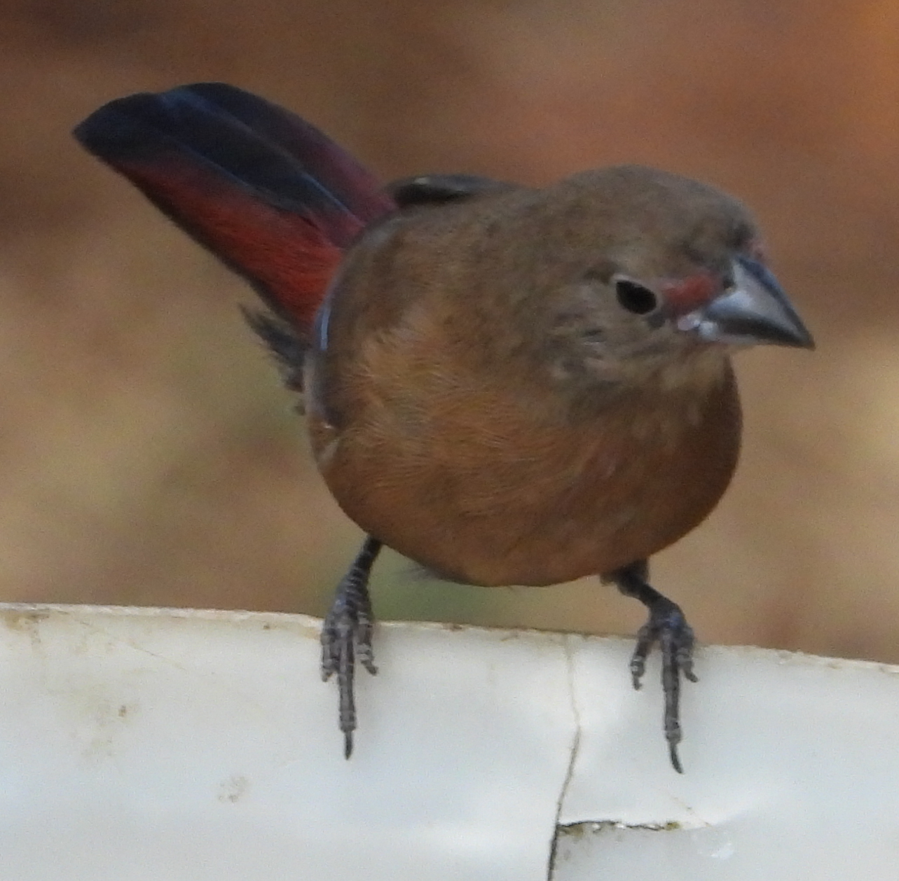 Jameson's Firefinch (Lagonosticta rhodopareia), photo 5