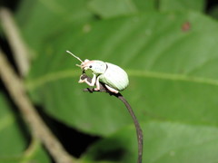 Compsus auricephalus