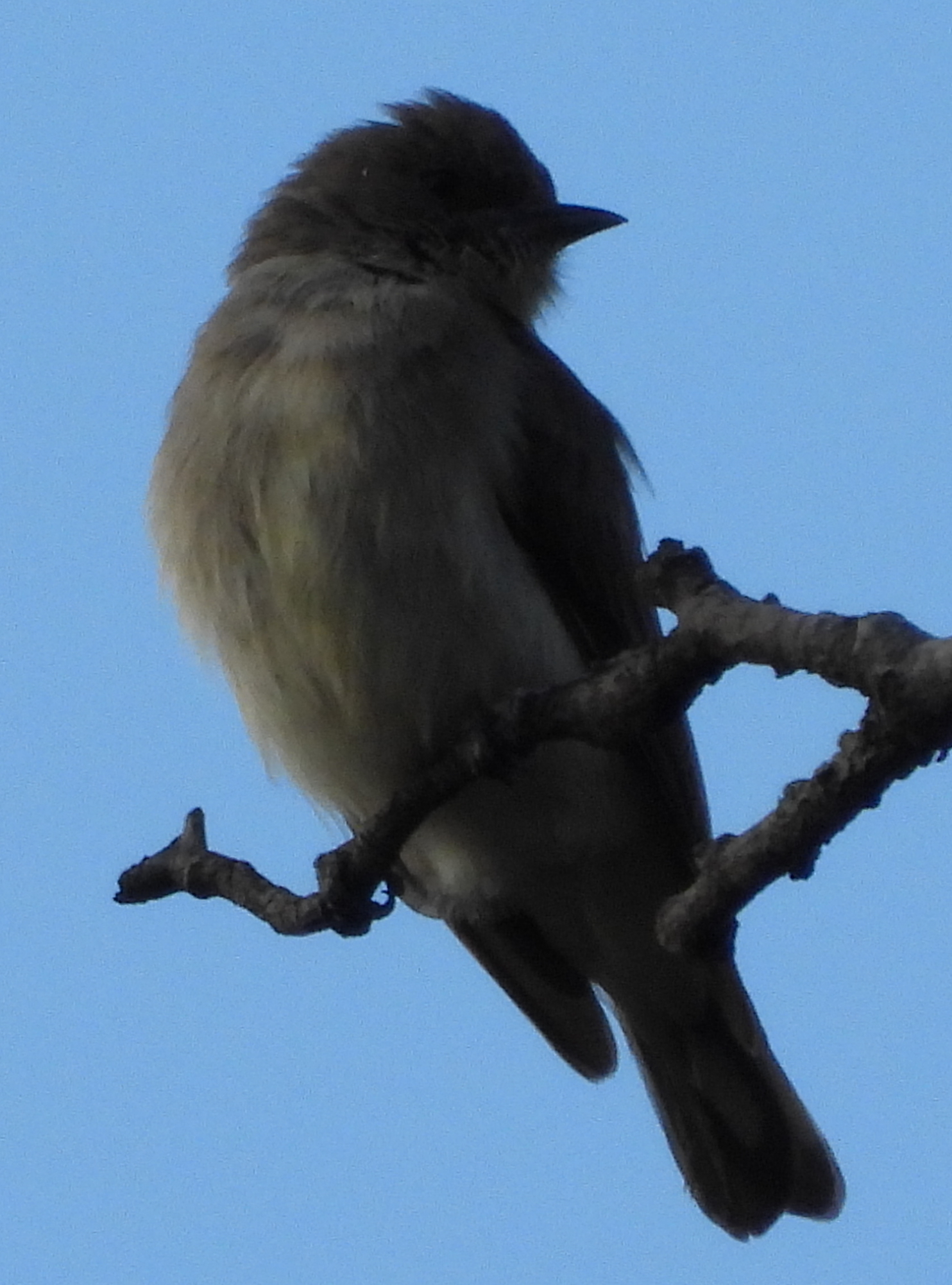 Brown-backed Honeybird (Prodotiscus regulus), photo 4
