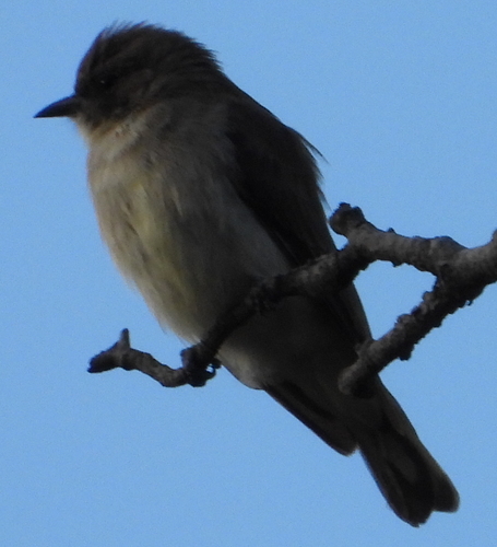Brown-backed Honeybird (Prodotiscus regulus), photo 3