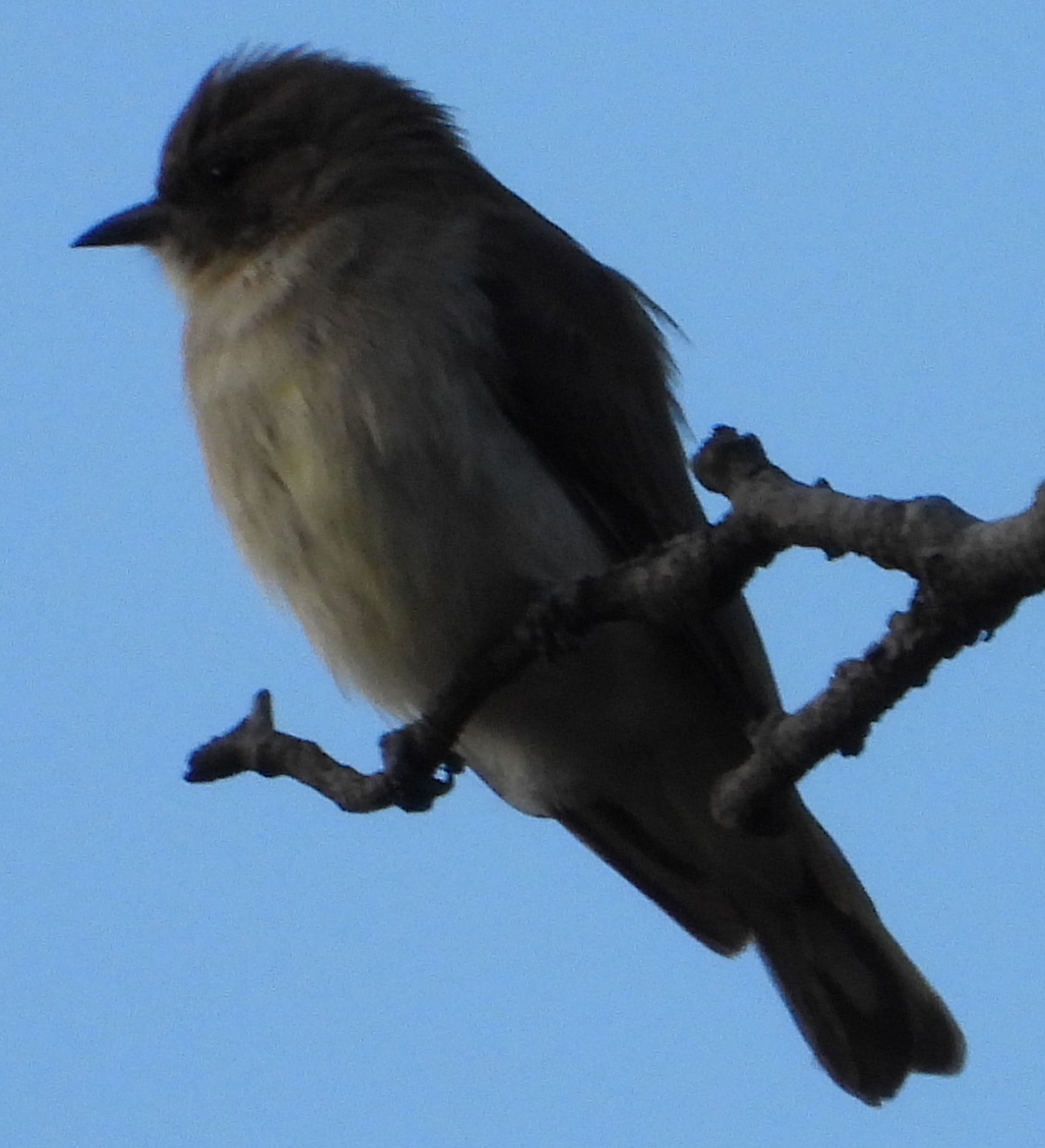 Brown-backed Honeybird (Prodotiscus regulus), photo 3