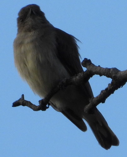 Brown-backed Honeybird (Prodotiscus regulus), photo 8