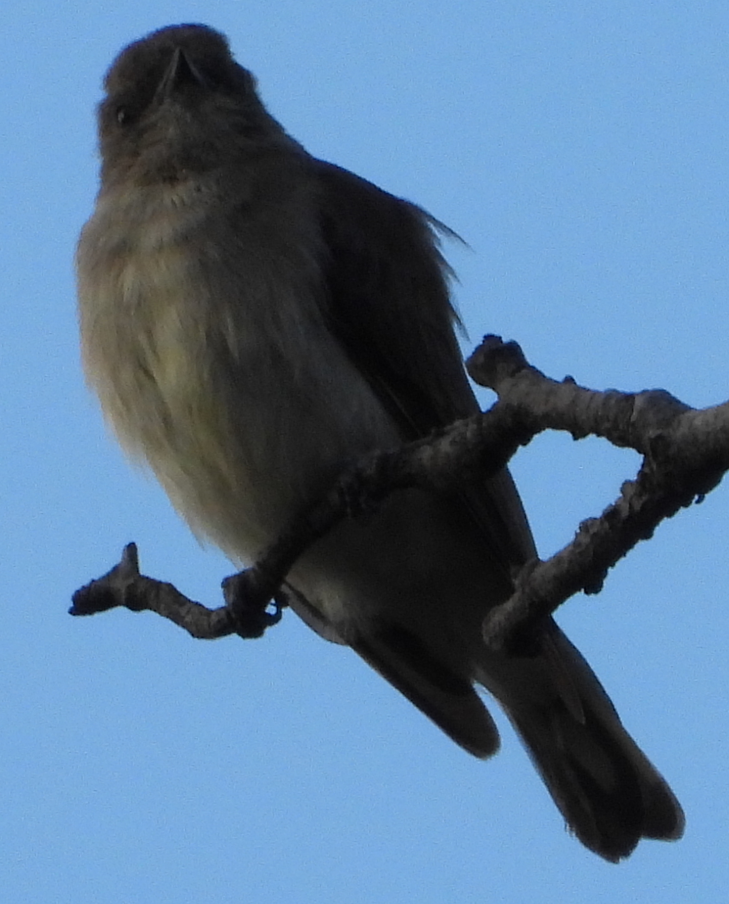 Brown-backed Honeybird (Prodotiscus regulus), photo 6