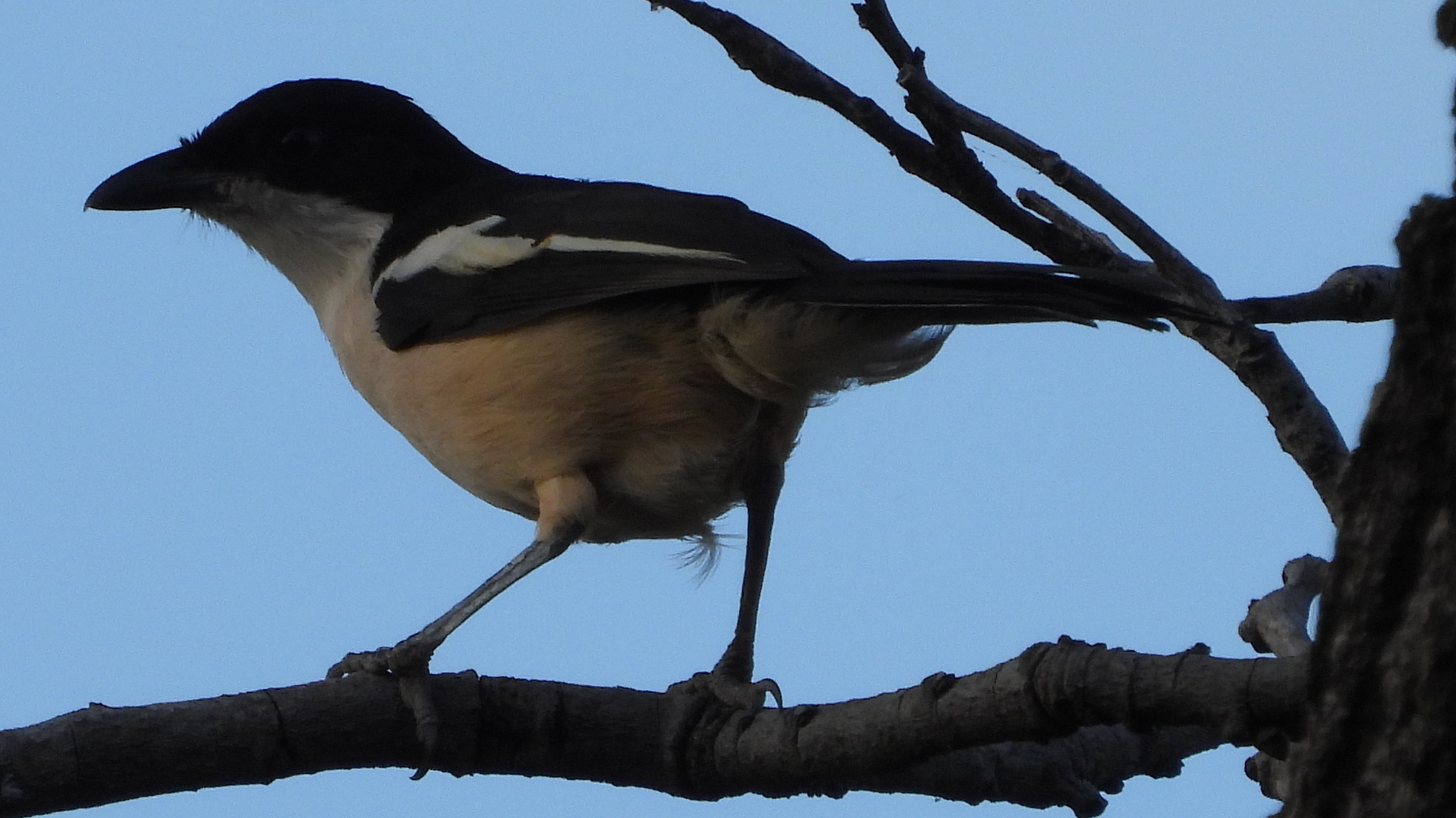 Tropical Boubou (Laniarius major), photo 8