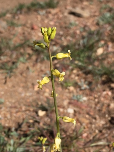 Image of Caulanthus simulans by (c) Matt Berger, some rights reserved (CC BY)