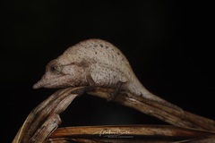 Lolontany Leaf Chameleon photo 1