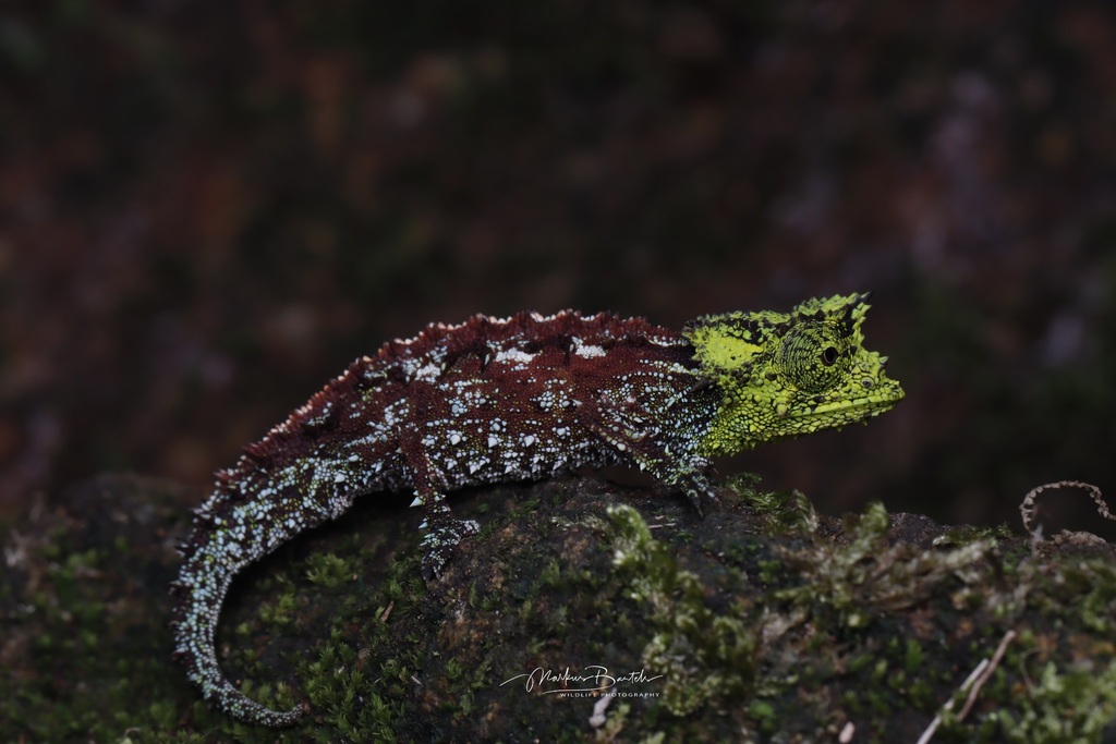 Iaraka River Leaf Chameleon