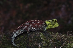 Iaraka River Leaf Chameleon photo 1