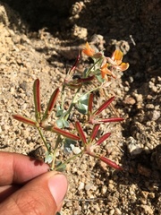 Acmispon argyraeus argyraeus