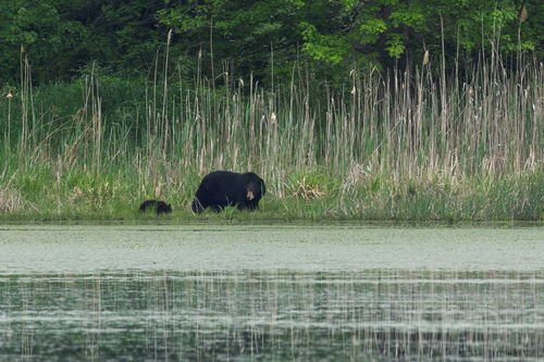American Black Bear photographed in New Jersey