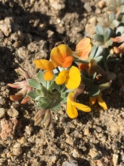 Acmispon argyraeus argyraeus