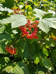 Viburnum
