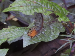 Haetera piera