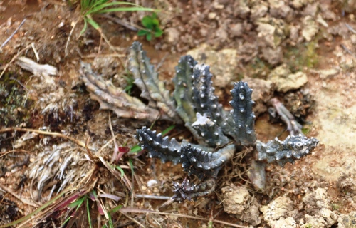Ceropegia hislopii