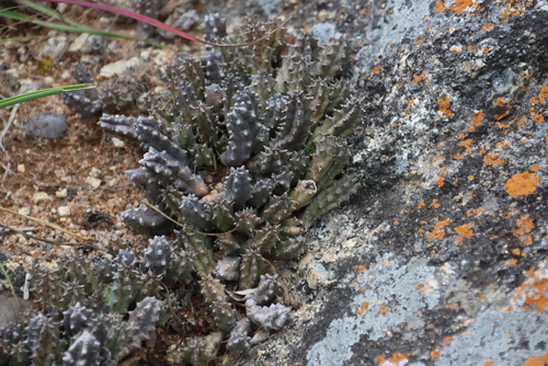 Ceropegia hislopii