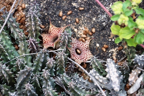 Ceropegia hislopii