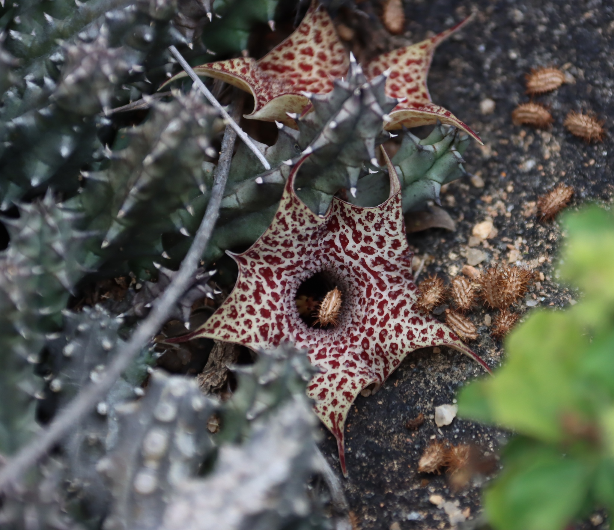 Ceropegia hislopii