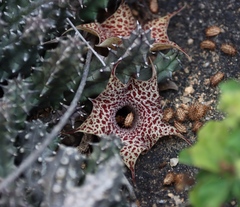 Ceropegia hislopii