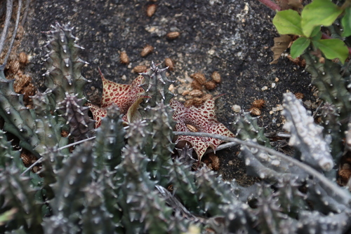 Ceropegia hislopii