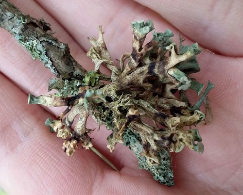 Representative image of Didymocyrtis