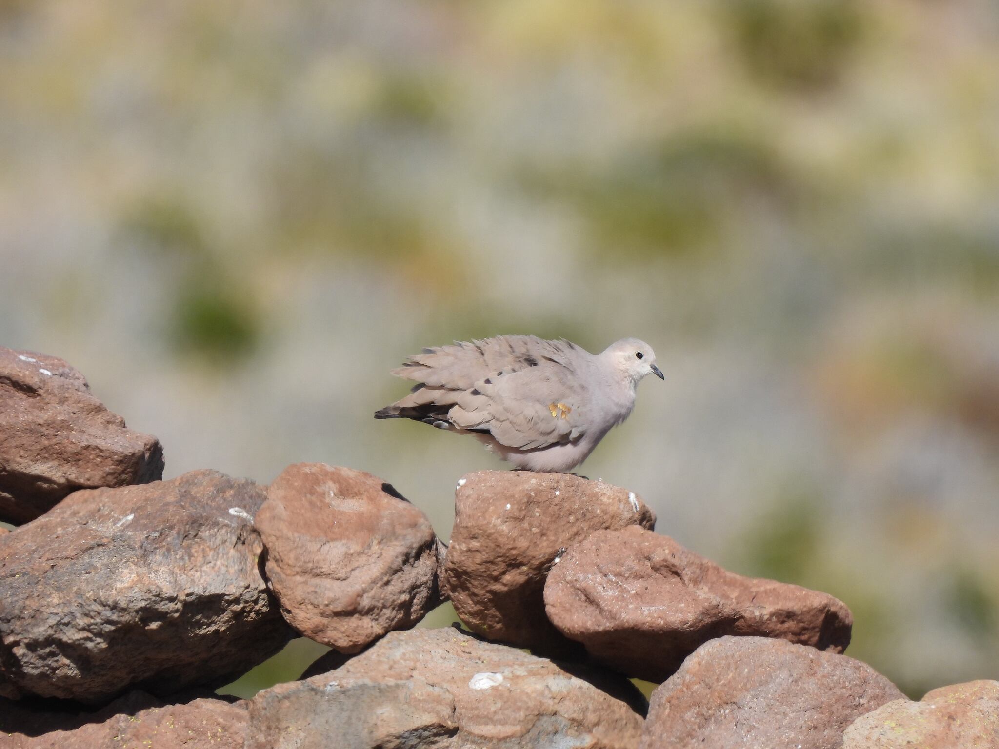 Golden-spotted Ground Dove (Metriopelia aymara), photo 9