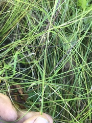 Carex leptalea