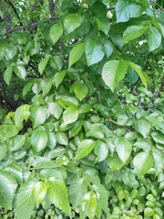 Ulmus × androssowii