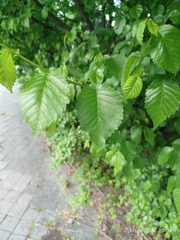 Ulmus × androssowii, photograph Pedro, CC0, iNaturalist via GBIF