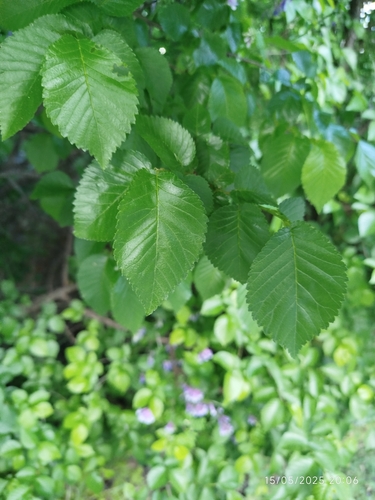 Ulmus × androssowii, photograph 2