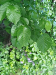 Ulmus × androssowii, photograph Pedro, CC0, iNaturalist via GBIF