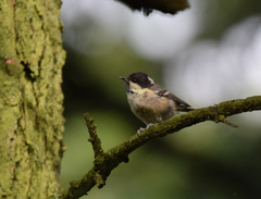 Periparus ater britannicus