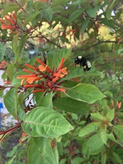 Xylocopa virginica image