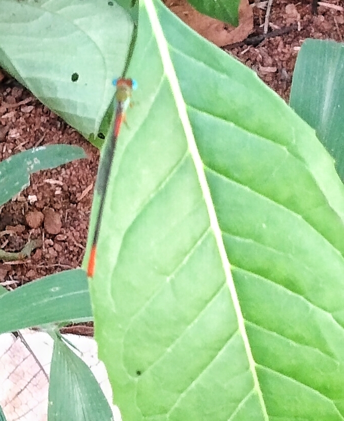 Orange-Tailed Marsh Dart