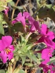 Diplacus cusickioides